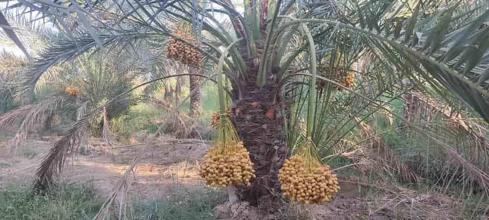 تصویر 3 از قیمت عمده رطب برحی با کیفیت